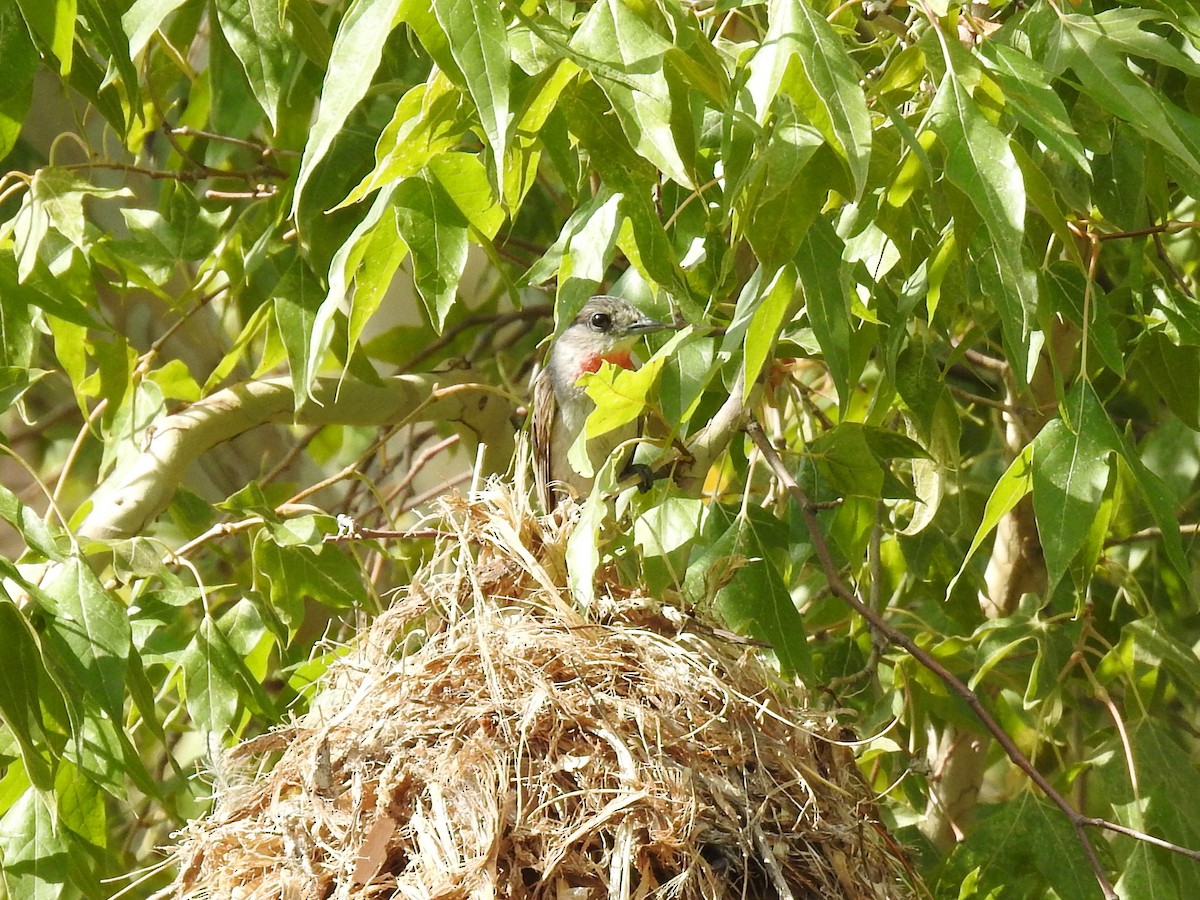Rose-throated Becard - ML642543259