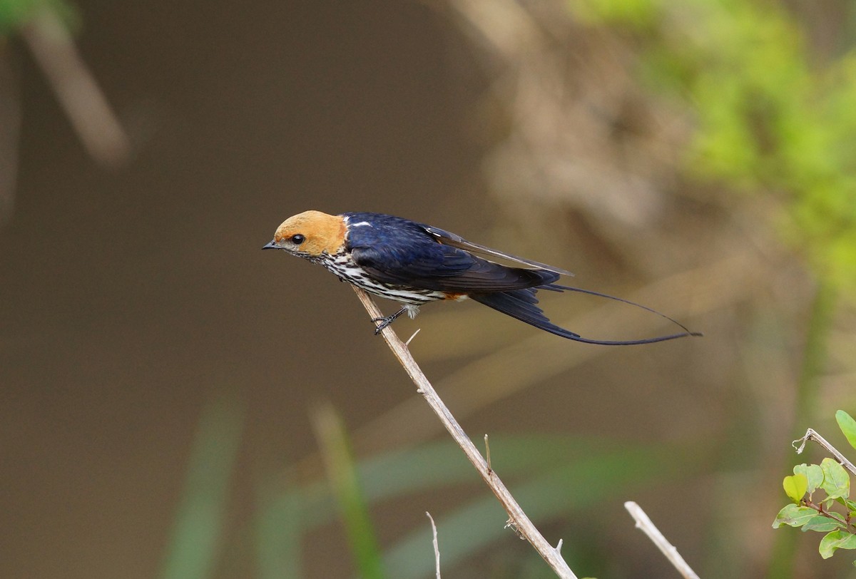 Lesser Striped Swallow - ML642543268