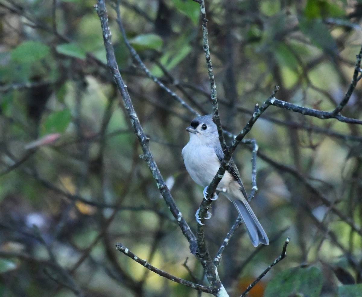 Herrerillo Bicolor - ML642543281