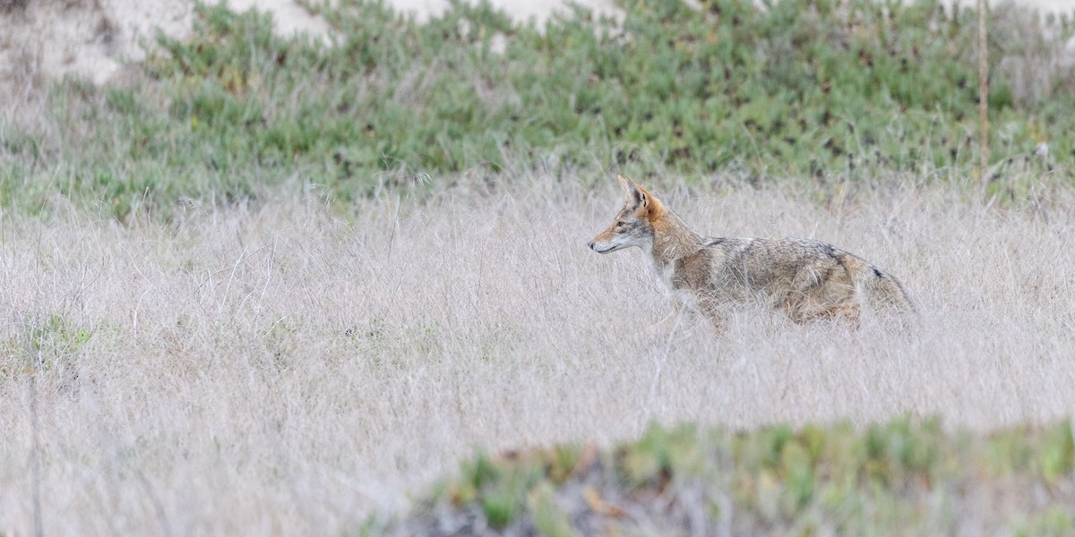 Coyote - ML642543284