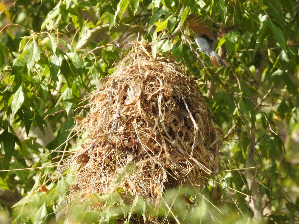 Rose-throated Becard - ML642543291