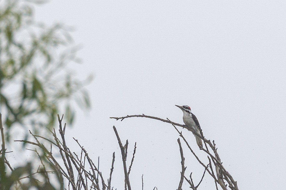 Hairy Woodpecker - ML642543294