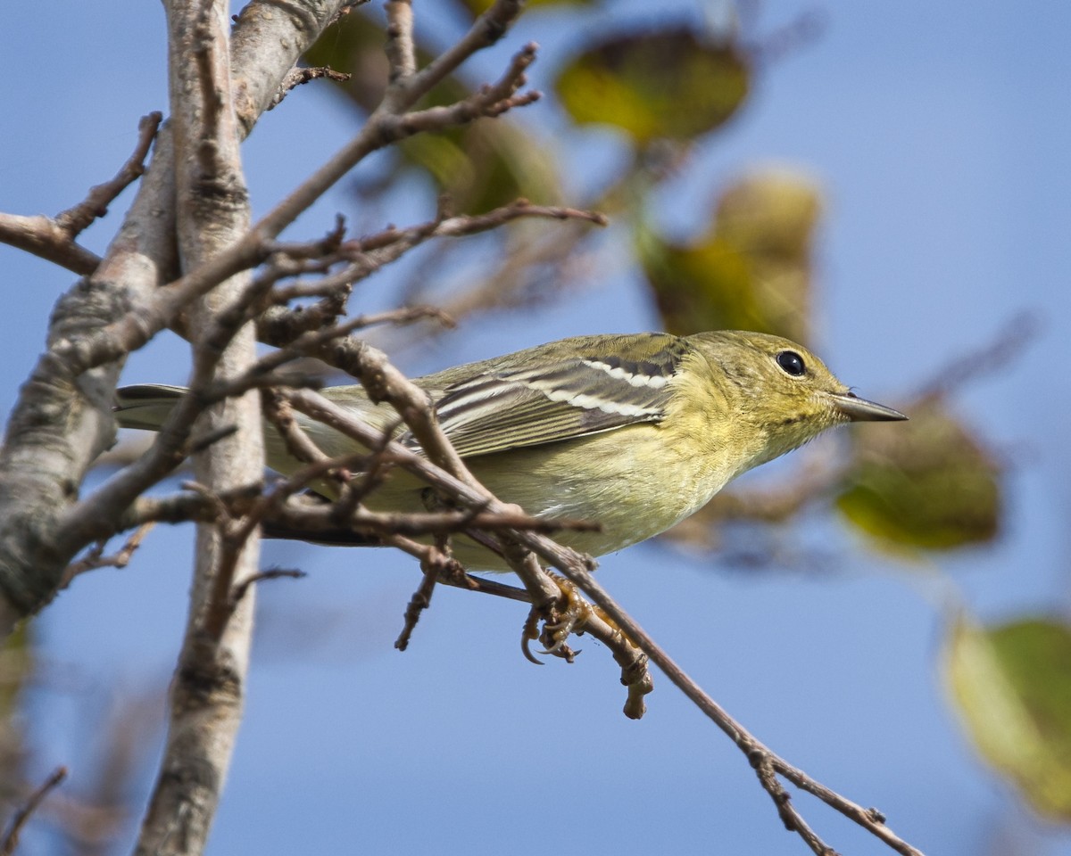 Blackpoll Warbler - ML642543303