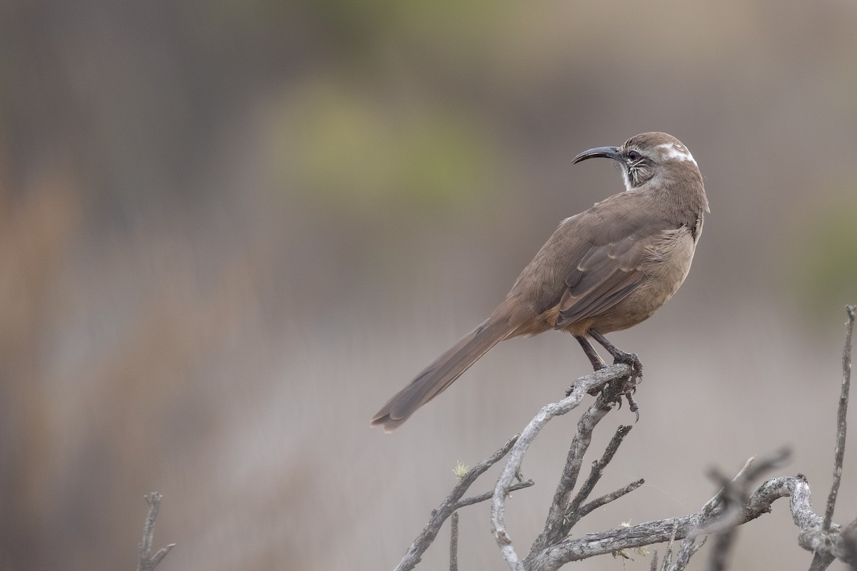 California Thrasher - ML642543304