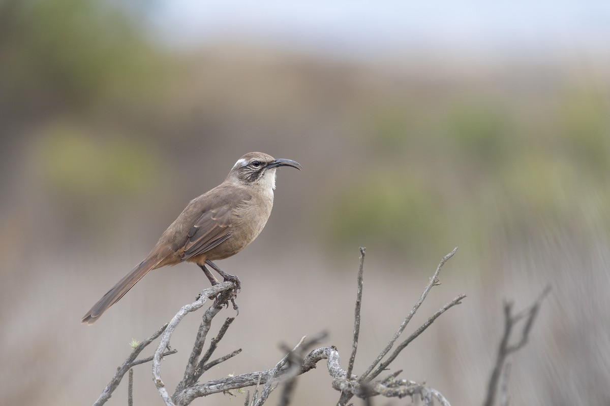 California Thrasher - ML642543305