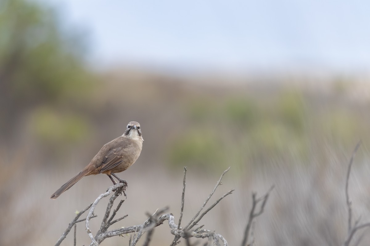 California Thrasher - ML642543306