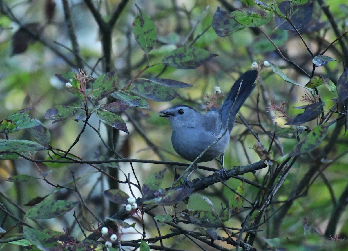 Pájaro Gato Gris - ML642543321
