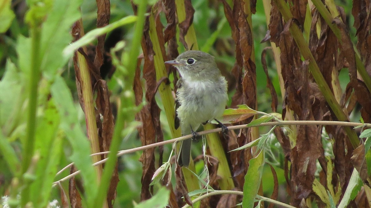 Least Flycatcher - ML642543322