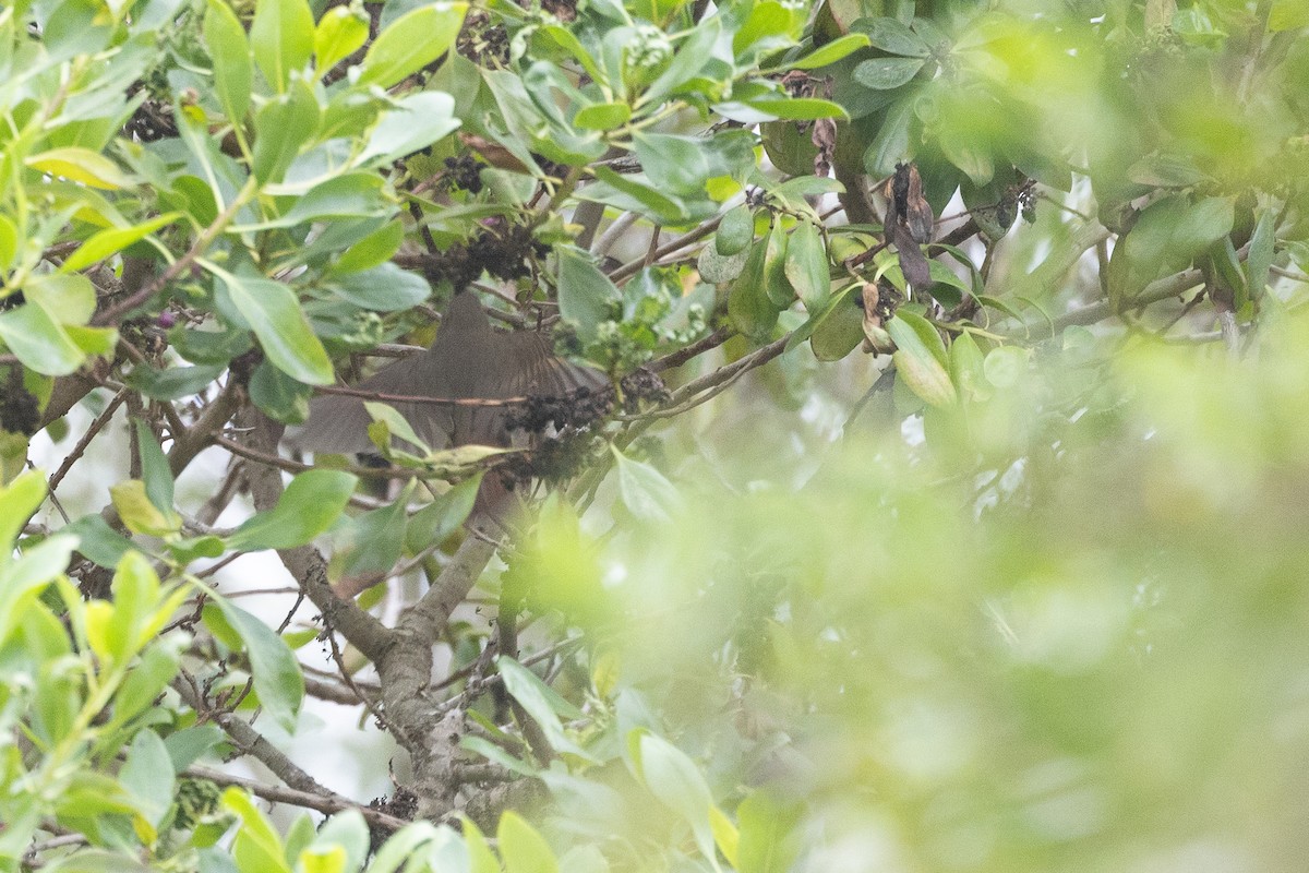 Hermit Thrush - ML642543332