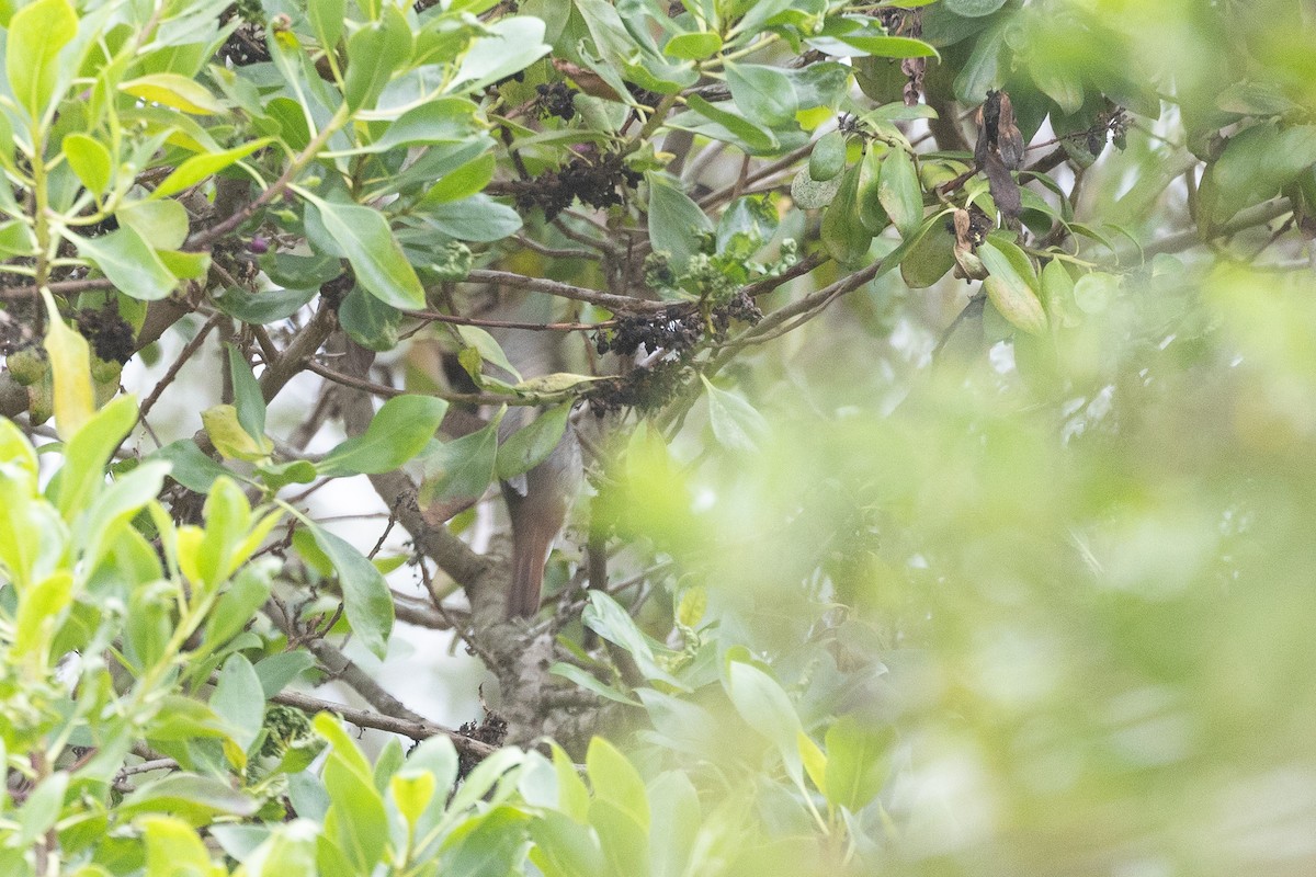 Hermit Thrush - ML642543333