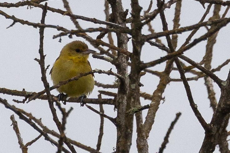 Orchard Oriole - ML642543338