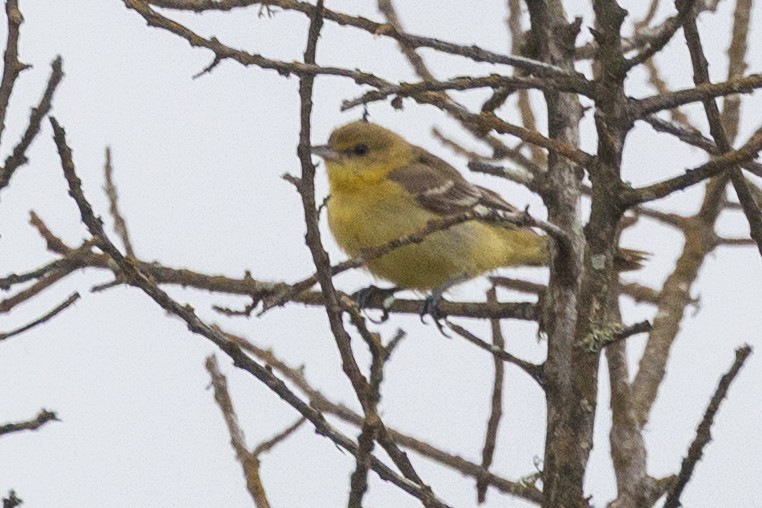 Orchard Oriole - ML642543339