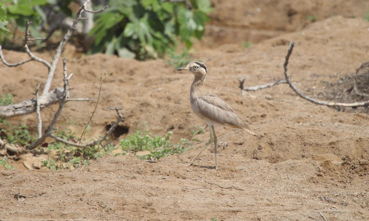 Peruvian Thick-knee - ML642543341
