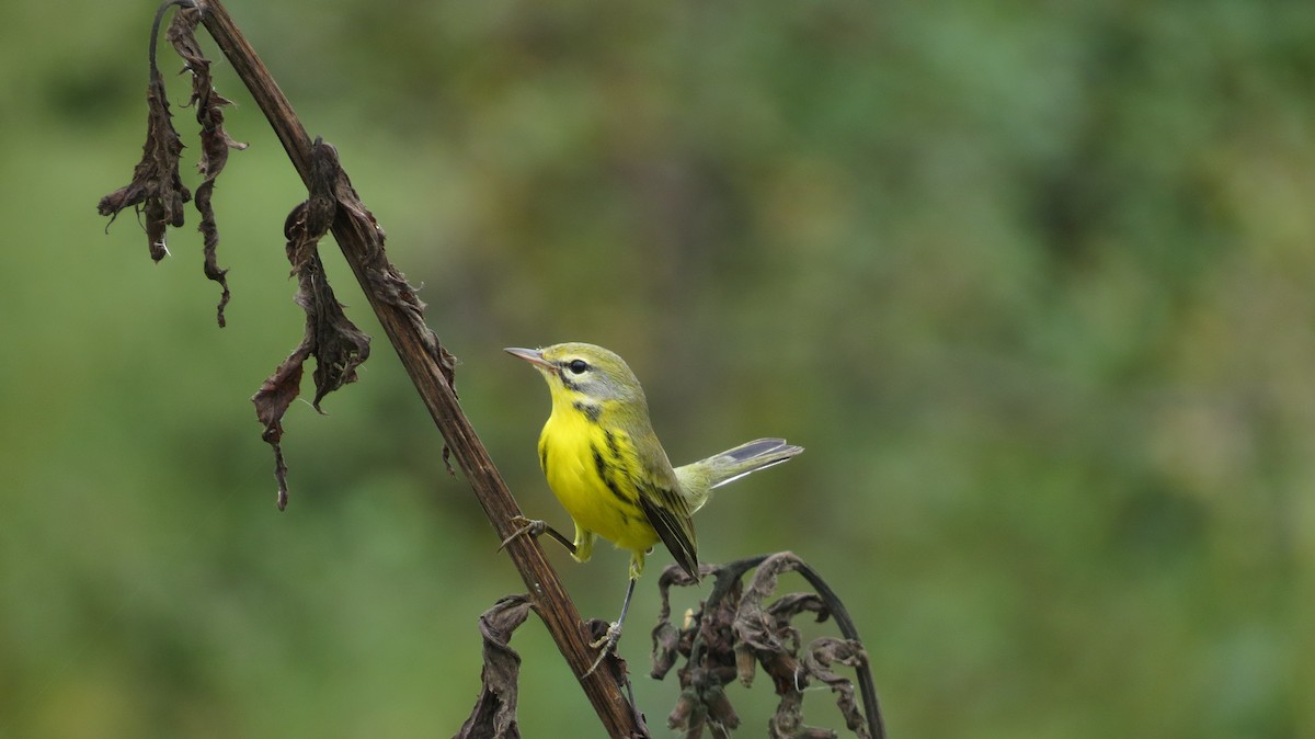 Prairie Warbler - ML642543346