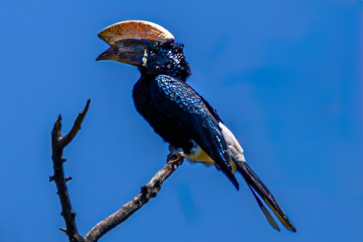 Silberwangen-Hornvogel - ML642543347