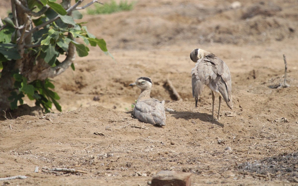 Peruvian Thick-knee - ML642543361