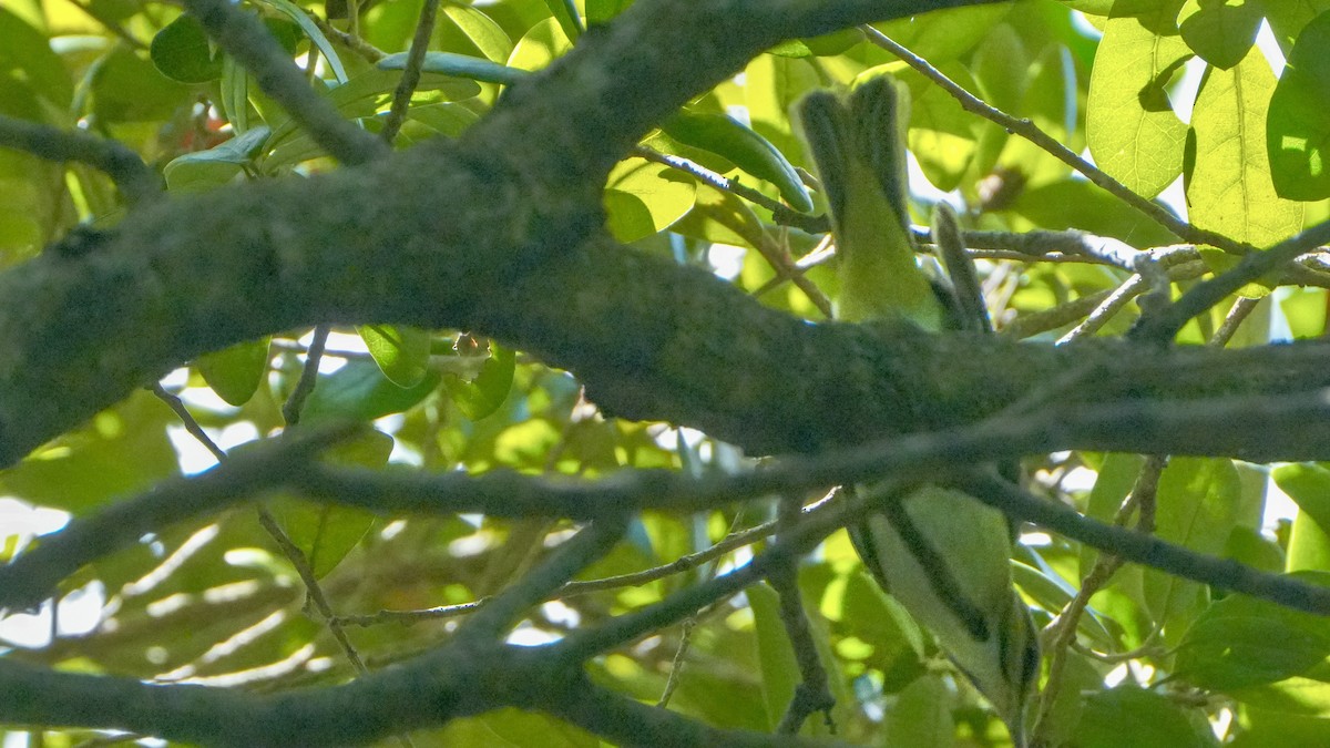 Black-whiskered Vireo - ML642543372