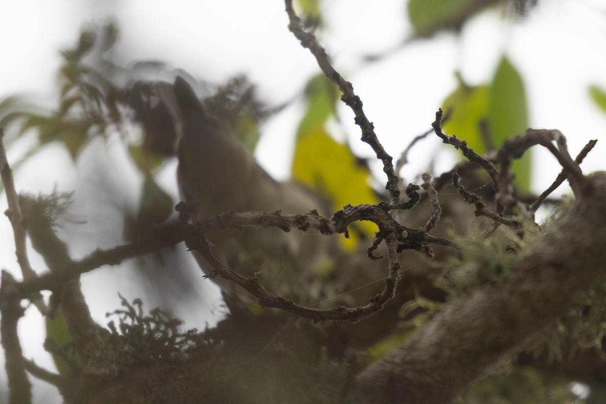 Lucy's Warbler - ML642543375