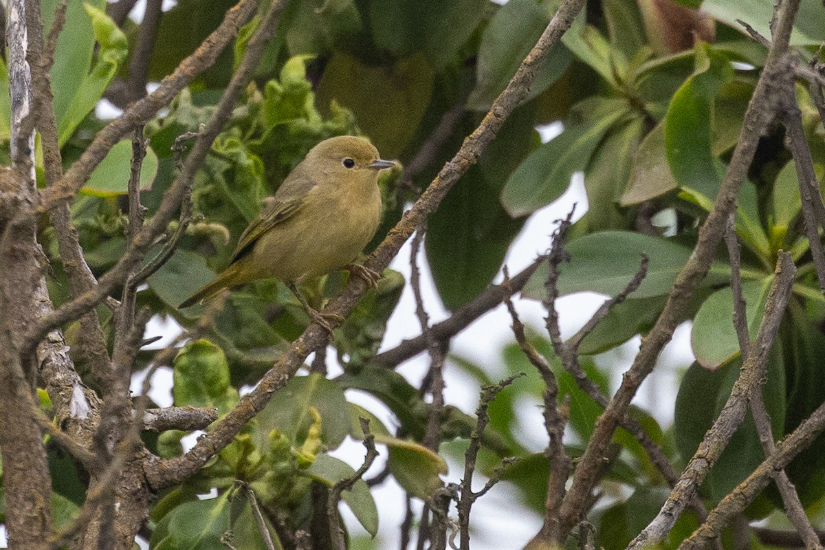 Northern Yellow Warbler - ML642543377