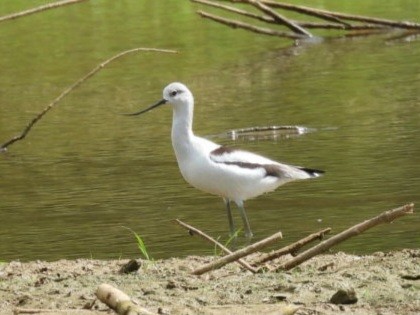 tenkozobec americký - ML642543390