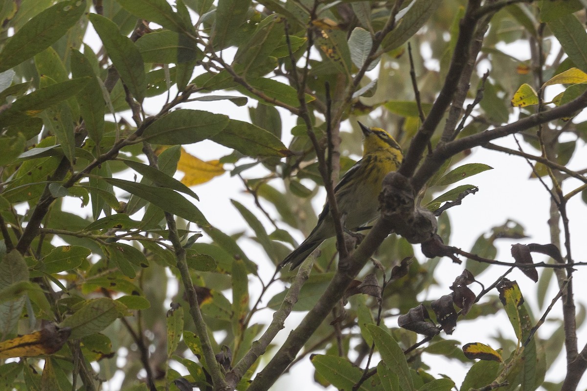 Townsend's Warbler - ML642543391