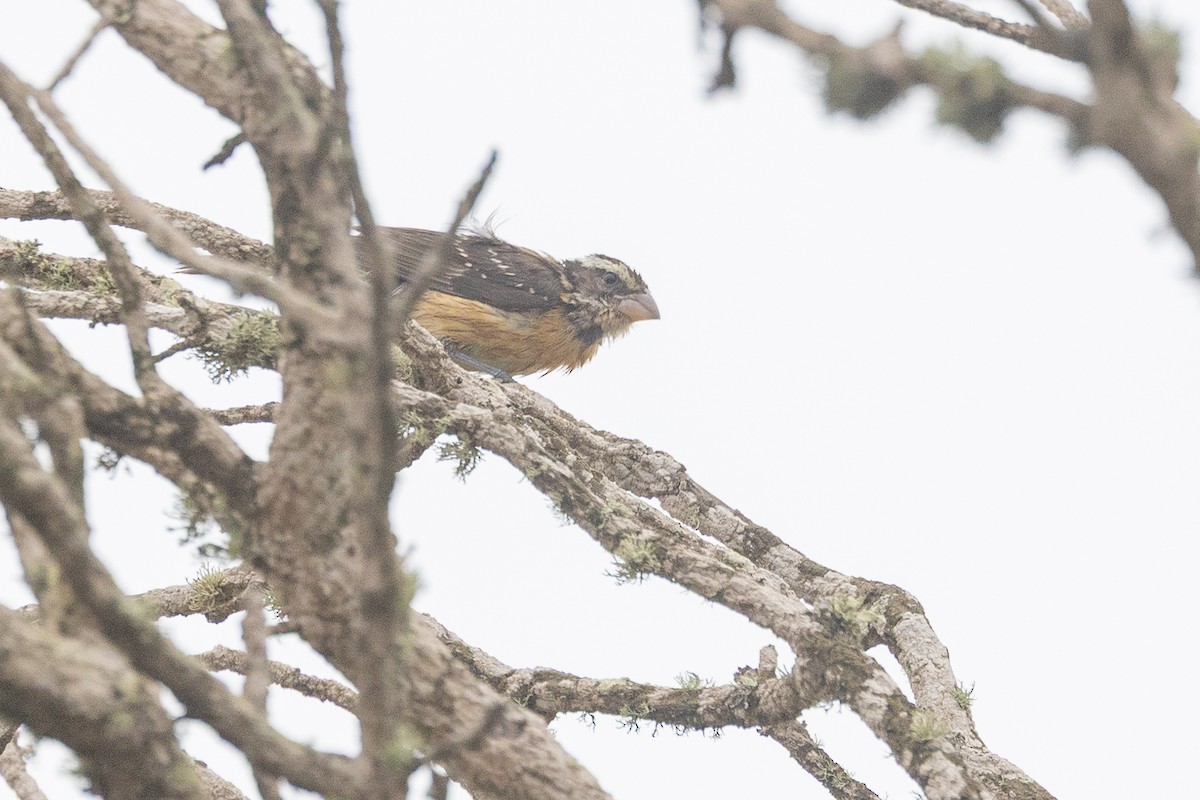 Black-headed Grosbeak - ML642543402