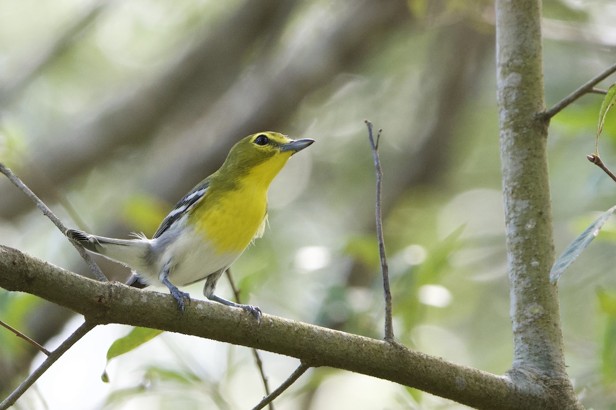 Yellow-throated Vireo - ML642543404