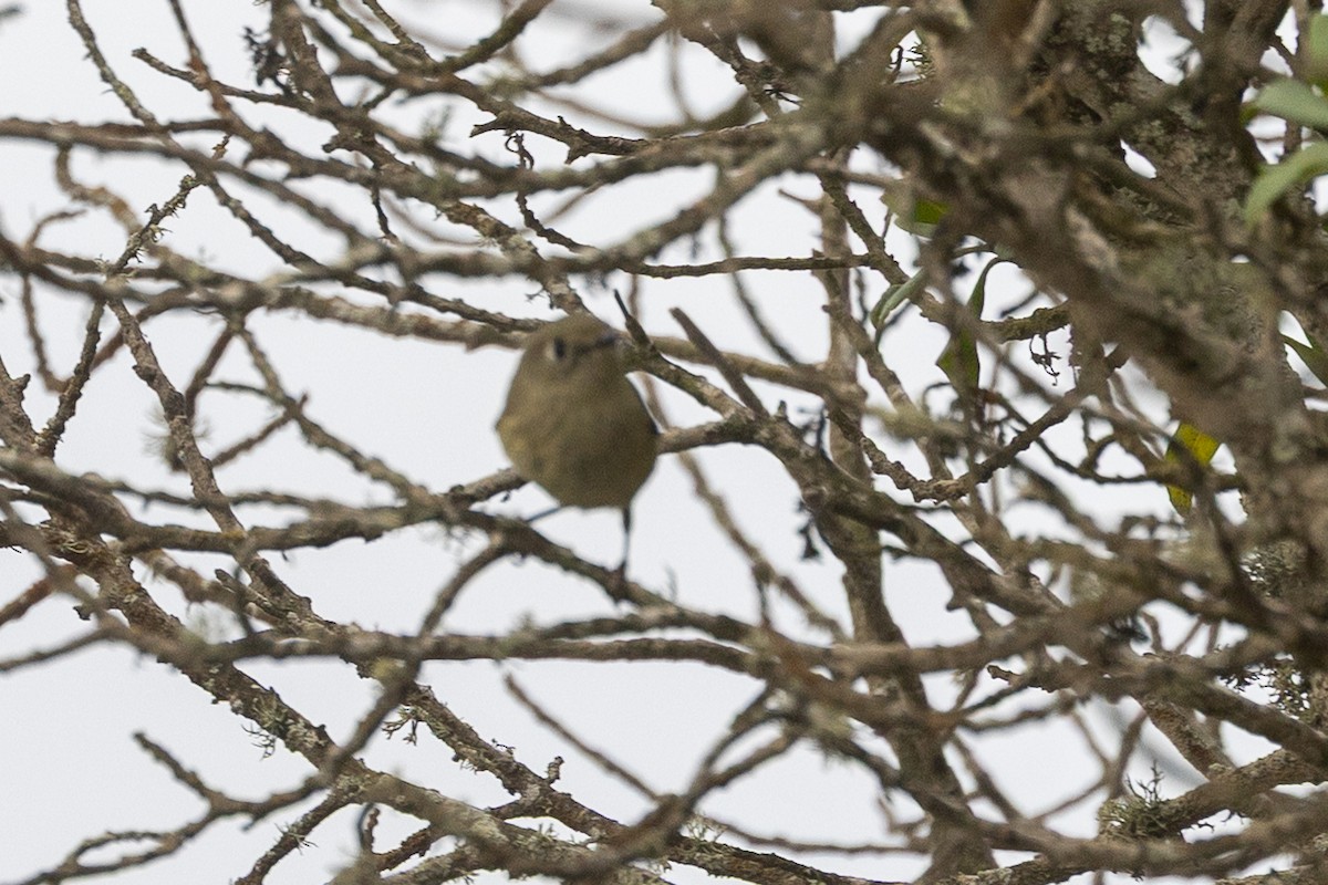 Ruby-crowned Kinglet - ML642543406