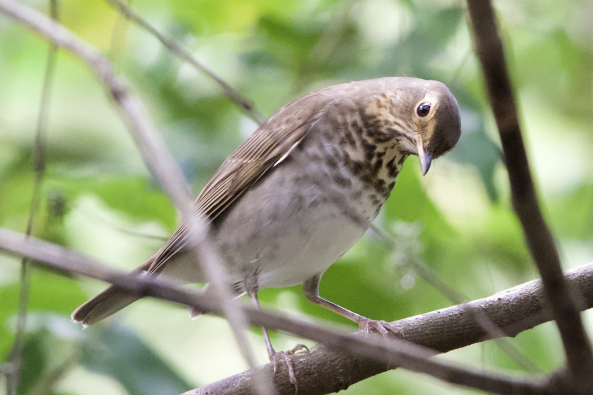 Swainson's Thrush - ML642543418