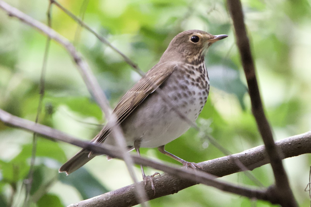 Swainson's Thrush - ML642543419