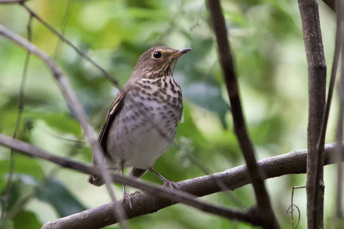 Swainson's Thrush - ML642543420