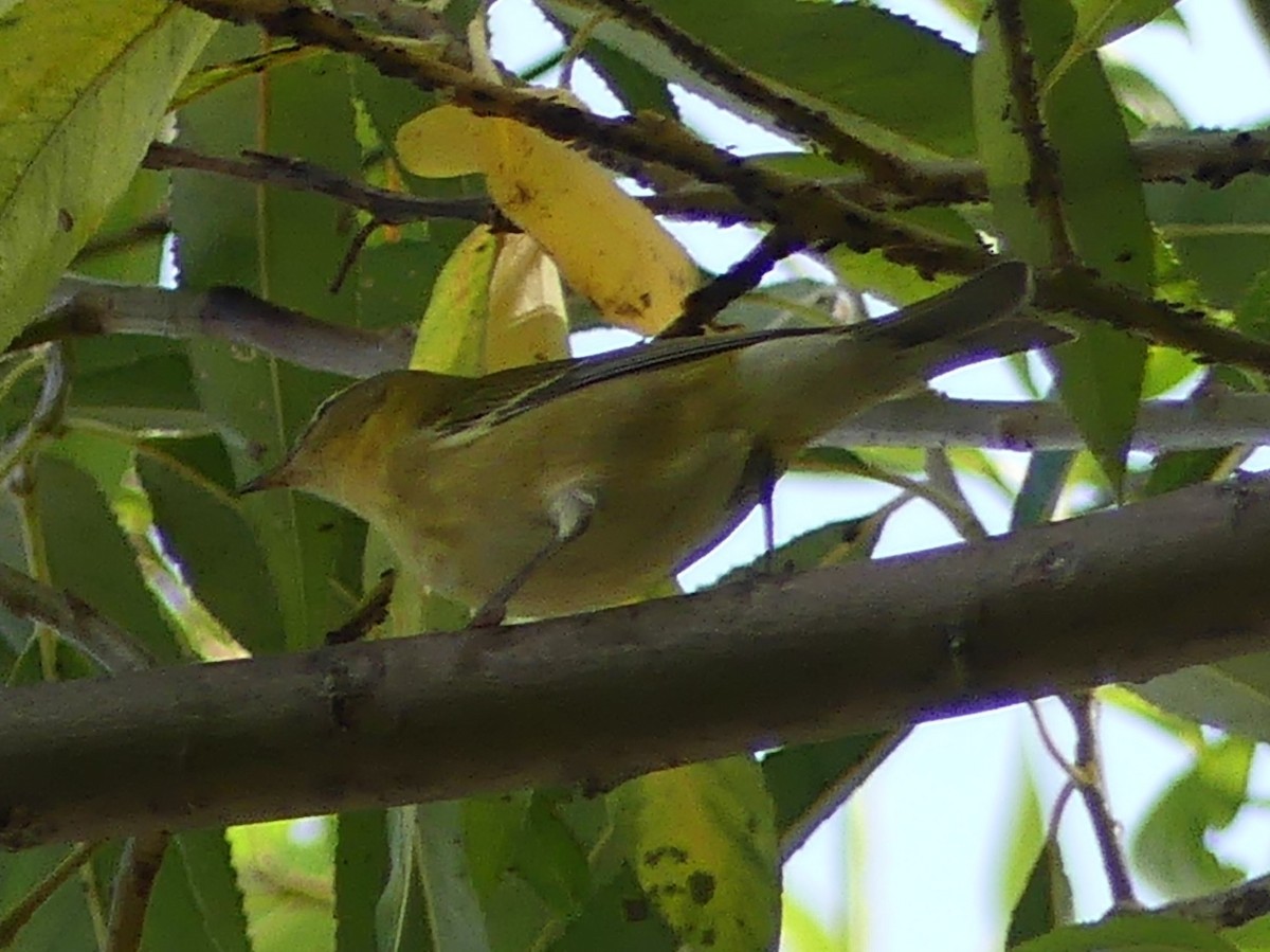 Tennessee Warbler - ML642543422