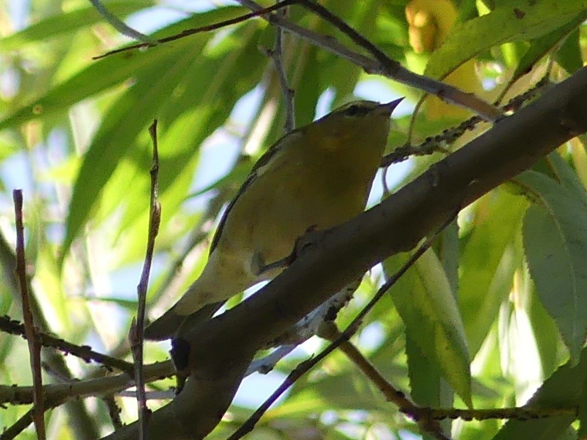 Tennessee Warbler - ML642543423