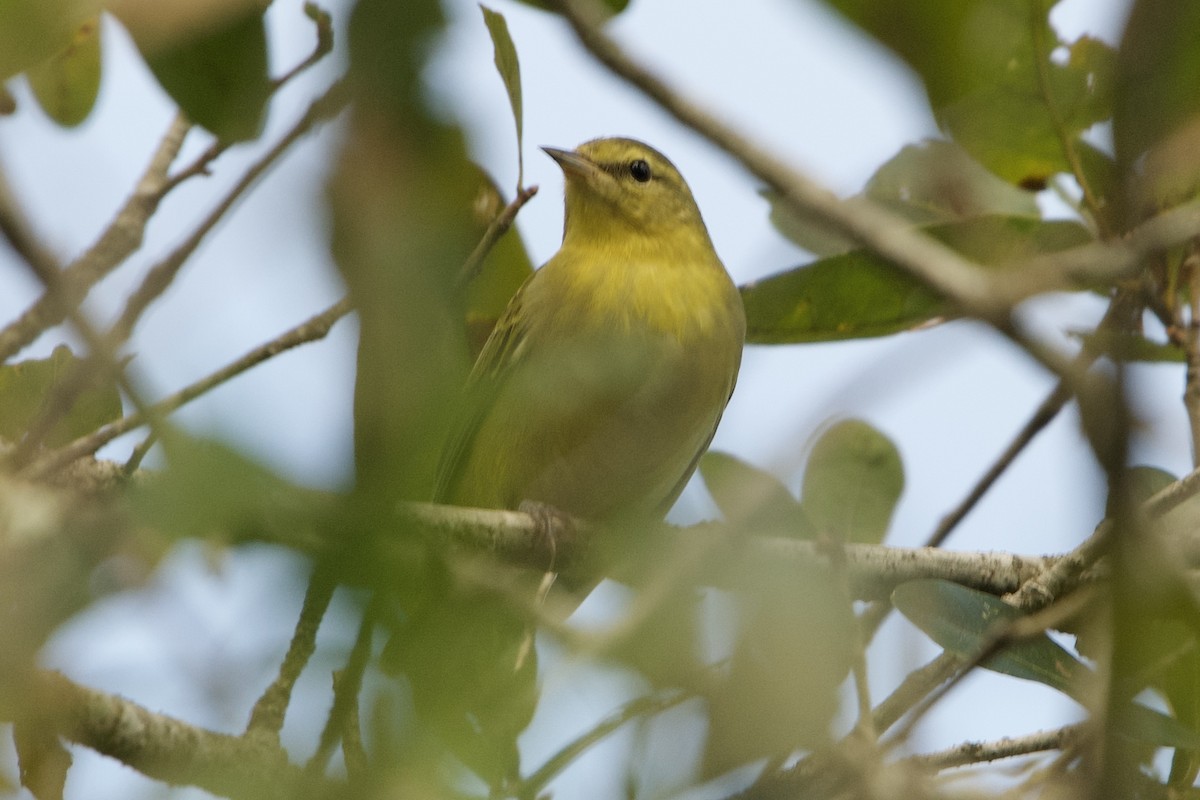 Tennessee Warbler - ML642543425