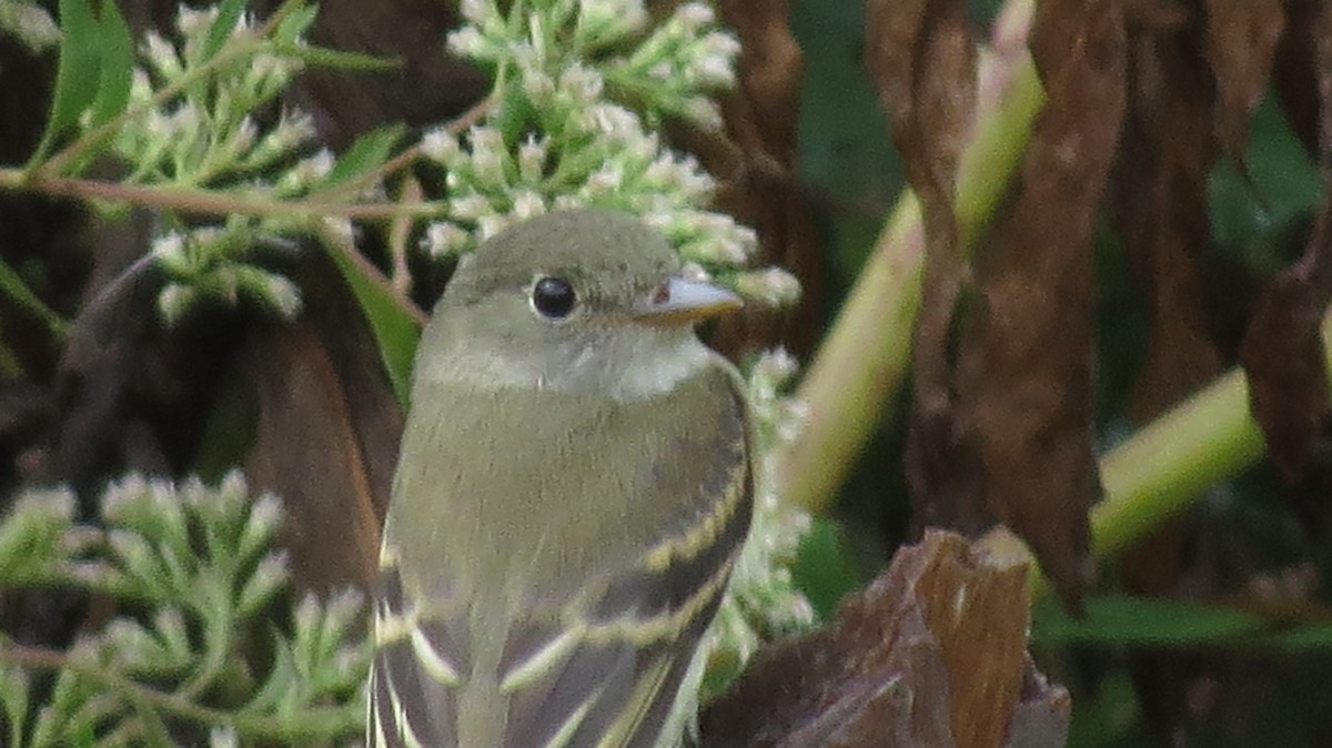 Alder/Willow Flycatcher (Traill's Flycatcher) - ML642543486