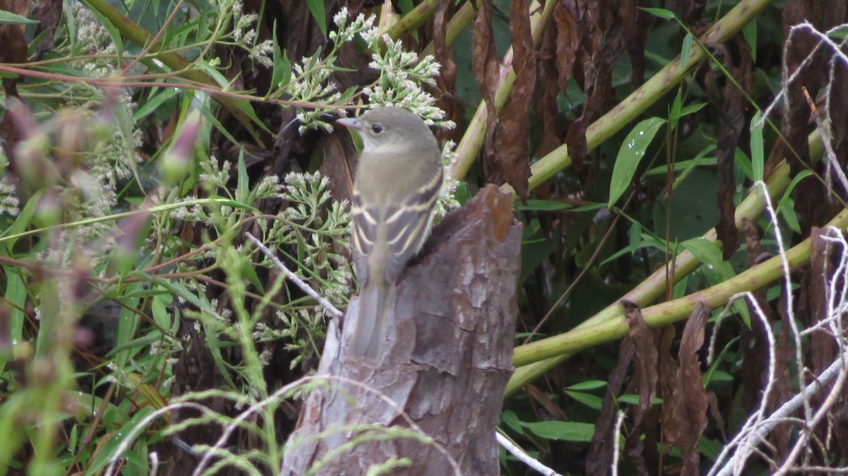 Alder/Willow Flycatcher (Traill's Flycatcher) - ML642543487