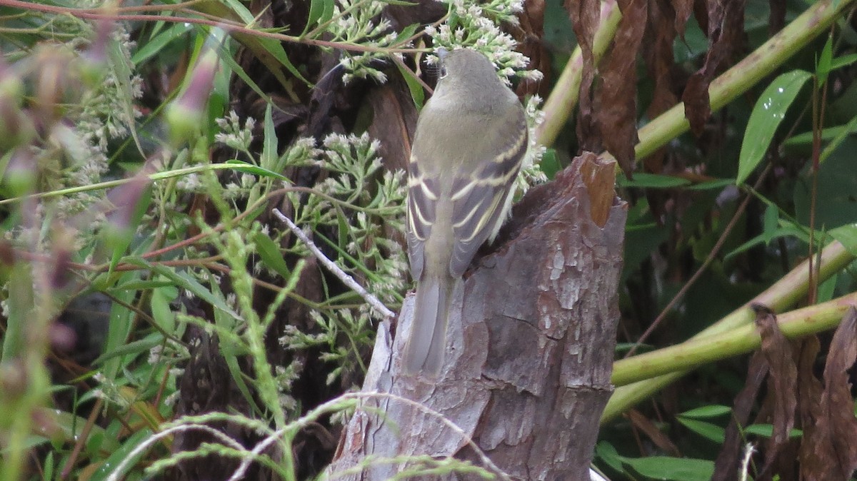 Alder/Willow Flycatcher (Traill's Flycatcher) - ML642543489