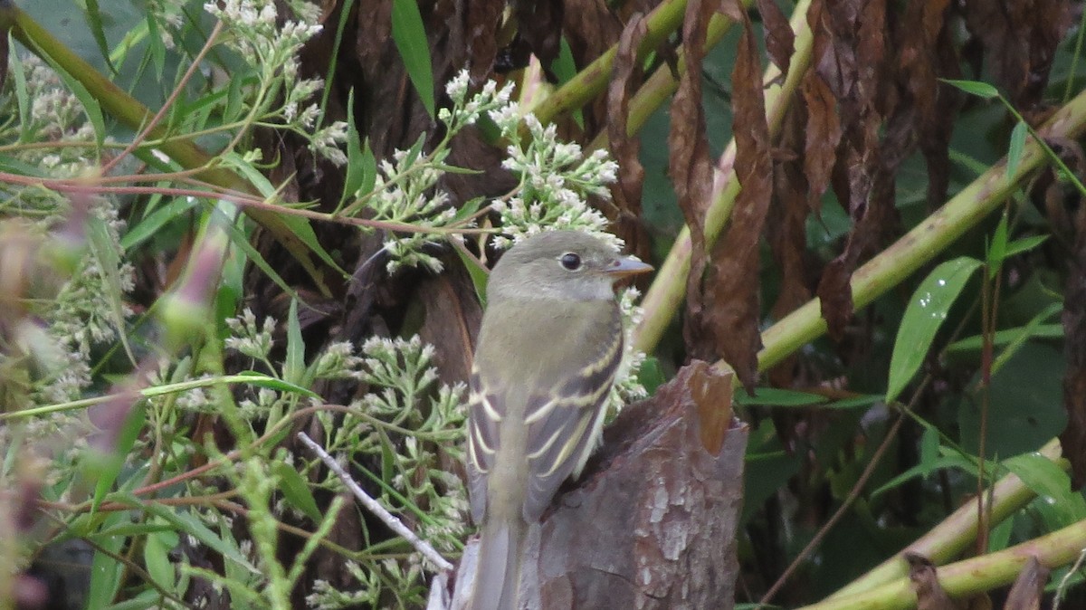Alder/Willow Flycatcher (Traill's Flycatcher) - ML642543490