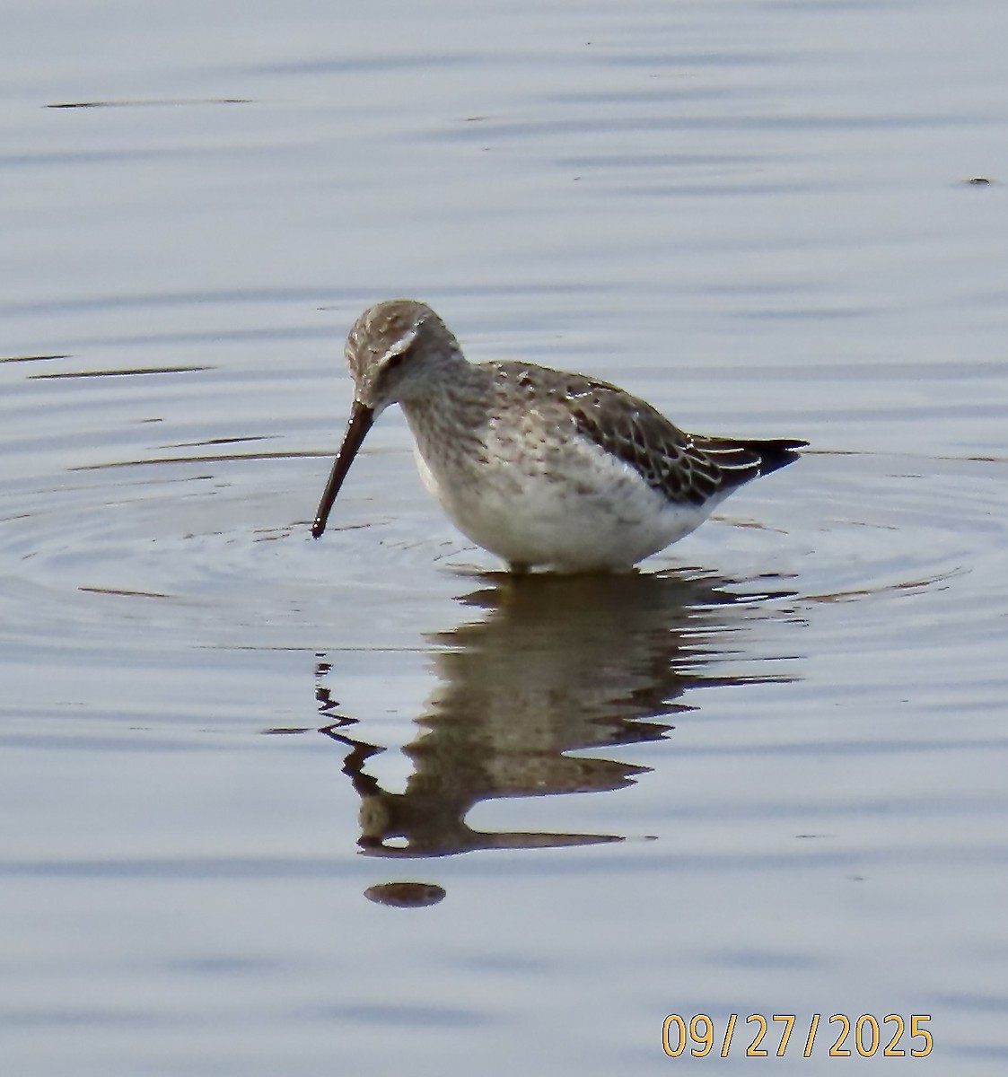 Stilt Sandpiper - ML642543492