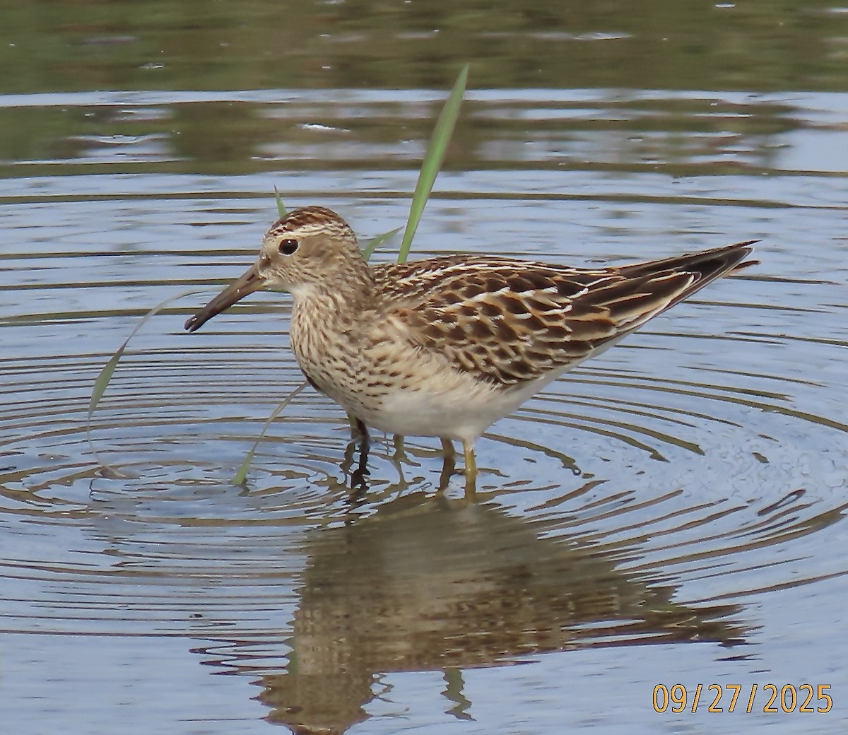 Pectoral Sandpiper - ML642543496