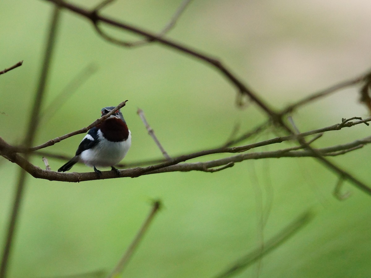 Brown-throated Wattle-eye - ML642543533