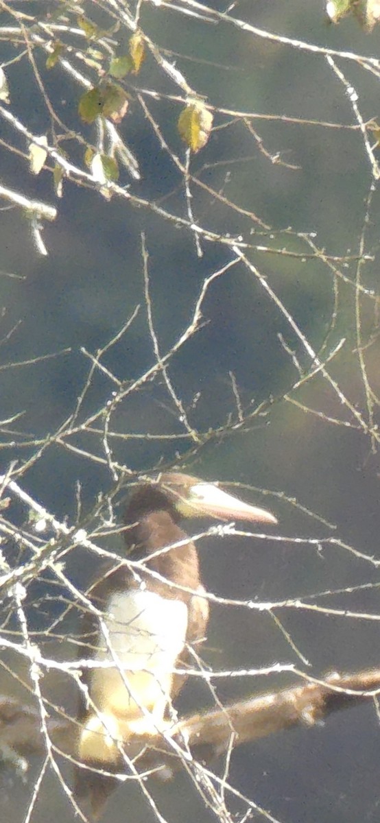 Brown Booby (Atlantic) - ML642543535