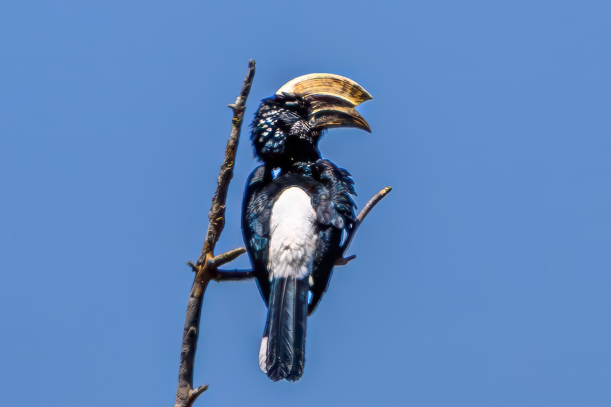 Silberwangen-Hornvogel - ML642543536