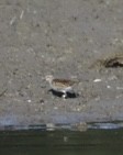 American Golden-Plover - ML642543541