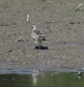 American Golden-Plover - ML642543542