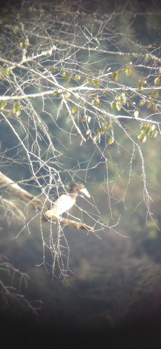 Brown Booby (Atlantic) - ML642543546