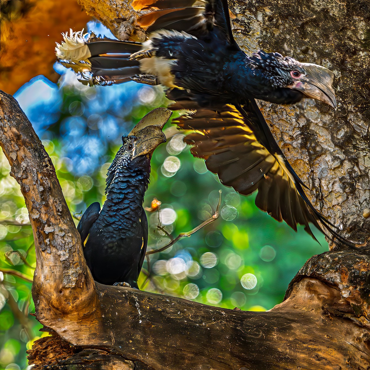 Silberwangen-Hornvogel - ML642543547