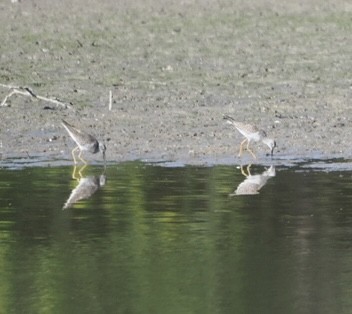 小黃腳鷸 - ML642543563