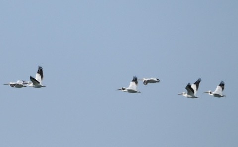 American White Pelican - ML642543583