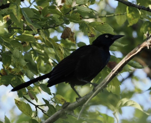Common Grackle - ML642543605